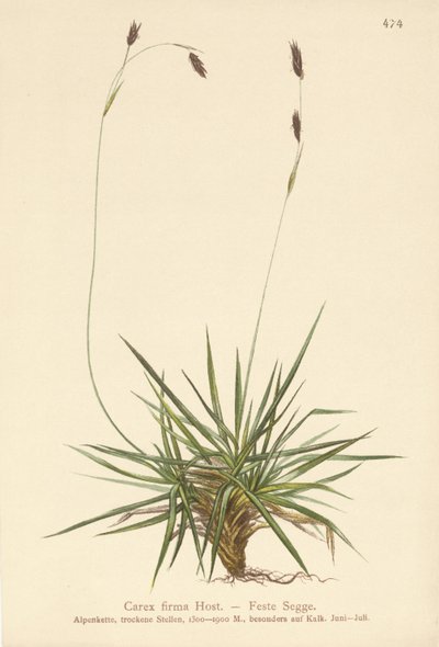 Siv (Carex firma) af German School
