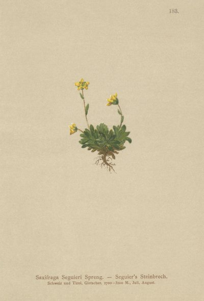 Seguieris Saxifrage (Saxifraga Seguieri) af German School