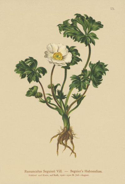 Kragefod Seguiers (Ranunculus Seguieri) af German School