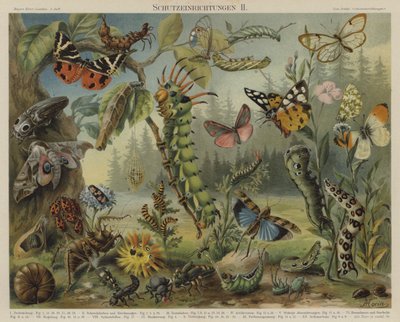 Selvforsvarsmekanismer hos insekter (farve litho) af German School