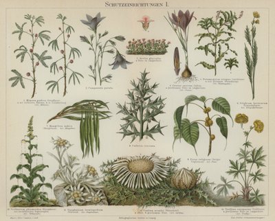 Selvbeskyttende reaktioner hos planter (farve litho) af German School