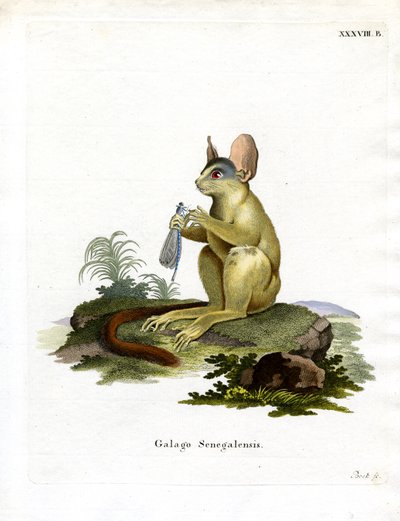 Senegal Bushbaby (farvet gravering) af German School