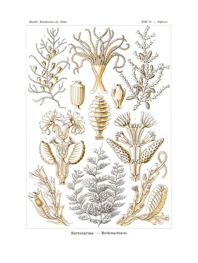 Sertulariae, 1899-1904 af German School