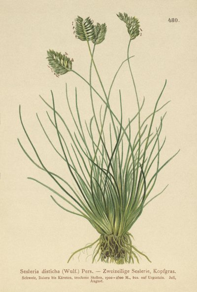 Sesleria (Sesleria disticha, Oreochloa disticha) af German School