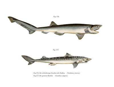 Sharpnose Sevengill Shark (farve litho) af German School