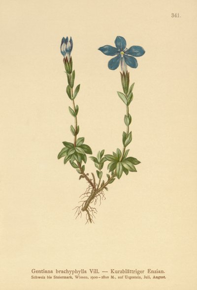 Kortbladet Ensian (Gentiana brachyphylla) af German School