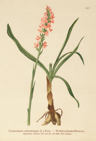 Kortspurvet duftende orkidé (Gymnadenia odoratissima) af German School