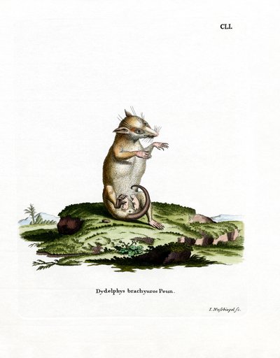 Korthalede opossum (farvet gravering) af German School