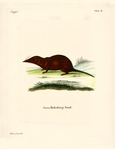 Shrew (farvet gravering) af German School
