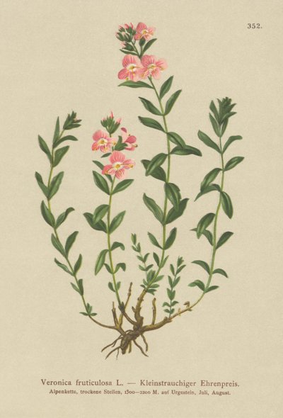 Buskagtig Speedwell (Veronica fruticulosa, Veronica frutescens) af German School