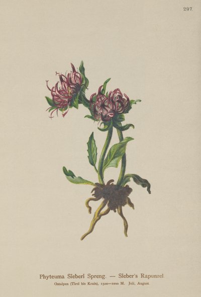 Siebers Rampion (Phyteuma Sieberi) af German School
