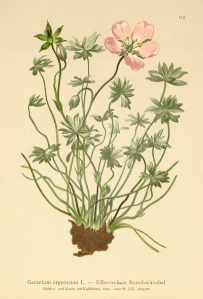 Sølvfarvet tranebær (Geranium argenteum) af German School
