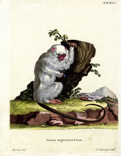 Sølvfarvet marmoset (farvet gravering) af German School