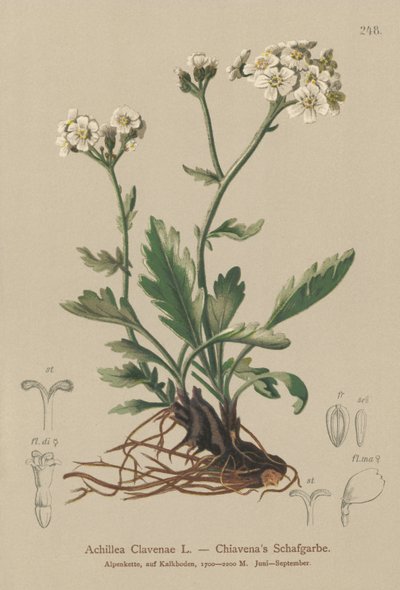Sølvagtig røllike (Achillea Clavenae) af German School