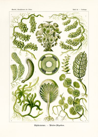 Siphoneae, 1899-1904 af German School