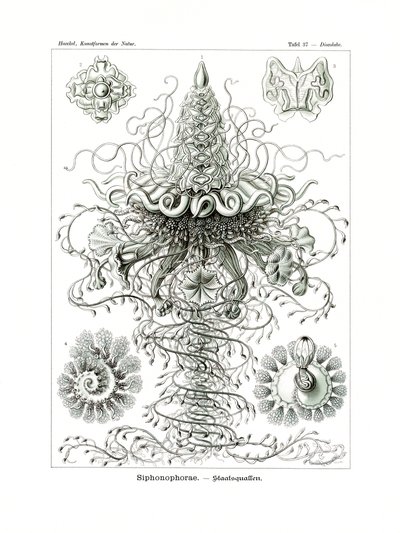 Siphonophorae, 1899-1904 af German School