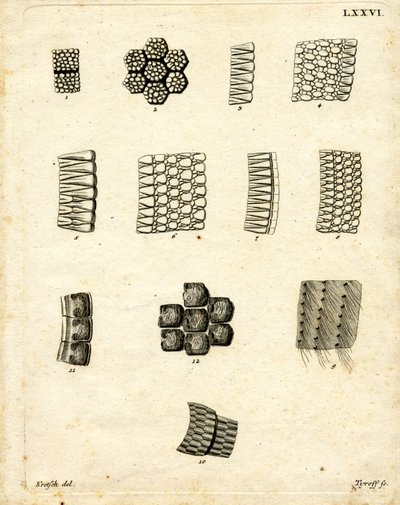 Hudskalaer (farvet gravering) af German School