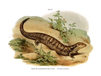 Skink (farve litho) af German School