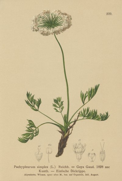 Lille alpeurt (Pachypleurum mutellinoides, Pachypleurum simplex, Pachypleurum simplex, Pachypleurum alpinum, Pachypleurum simplex, Neogaya simplex, Gaya simplex, Ligusticum simplex) af German School