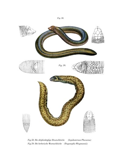 Smallhead Worm Lizard (farve litho) af German School