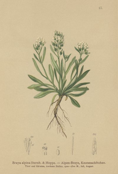 Glat nordlig bjergkarse (Braya alpina, Sisymbrium alpinum) af German School
