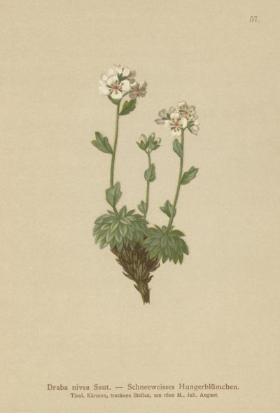 Snehvid hvidt hvidgræs (Draba nivea) af German School