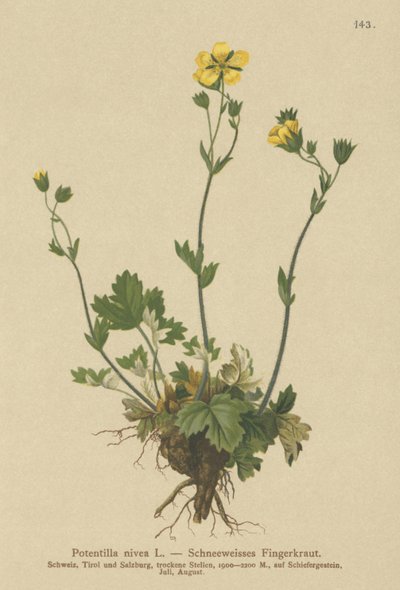 Sne Kløvergræs (Potentilla nivea) af German School