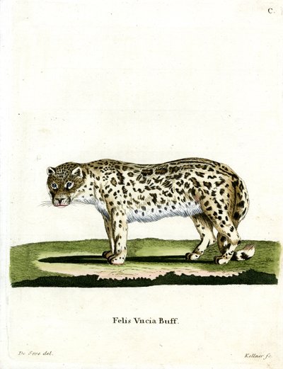 Snow Leopard (farvet gravering) af German School