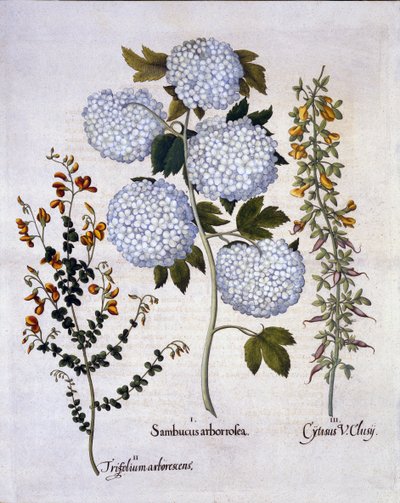 Snowball Viburnum, havekost, lavtvoksende alpekost, fra Hortus Eystettensis, af Basil Besler (1561-1629), pub. 1613 (håndkoloreret gravering) af German School