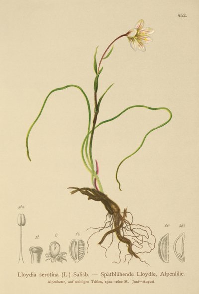 Snowdon Lily (Lloydia serotina, Gagea serotina, Lloydia alpina, Lloydia striata) af German School