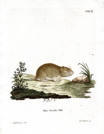 Social Vole (farvet gravering) af German School