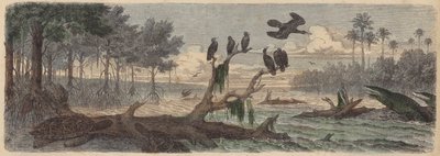 Sydamerika: flodmunding i Guyana (farvet gravering) af German School