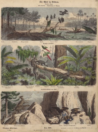 Sydamerika: flodmunding i Guyana; jungle i Brasilien; Chilenske Andesbjerge (farvet gravering) af German School