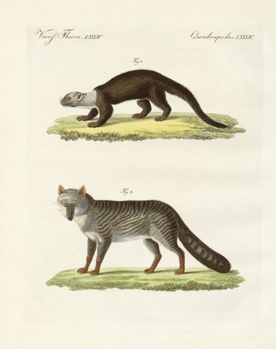 Sydamerikanske dyr (farvet indgravering) af German School