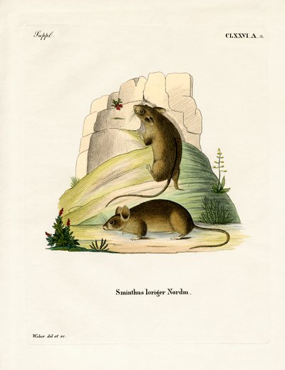 Southern Birch Mouse (farvet gravering) af German School
