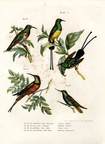 Sydlig dobbeltkravet solsort, 1864 af German School