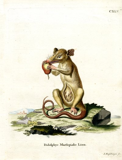Southern Opossum (farvet gravering) af German School