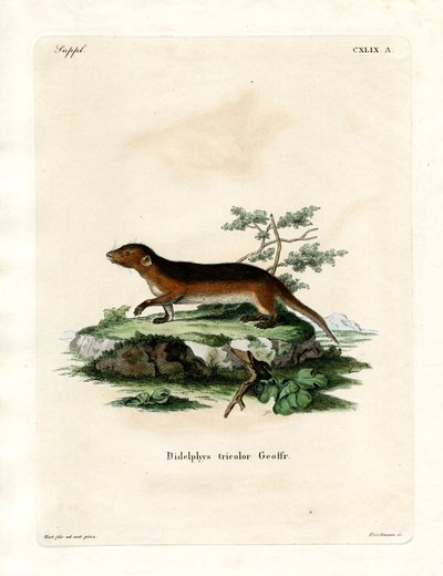 Southern Red-sided Opossum (farvet gravering) af German School