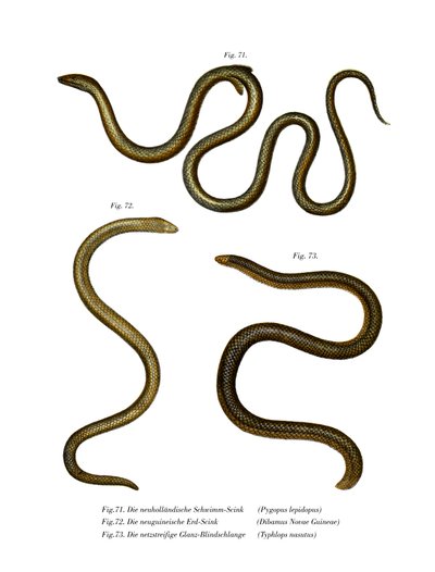 Sydlig skællende fod (farve litho) af German School