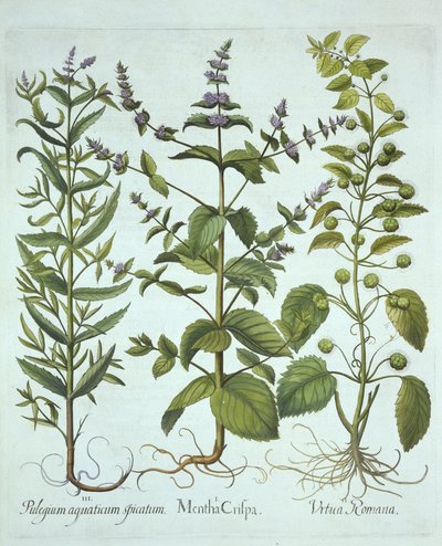 Spearmint, Roman Nettle and Long-Leaved Horsemint, fra Hortus Eystettensis, af Basil Besler (1561-1629), pub. 1613 (håndkoloreret gravering) af German School