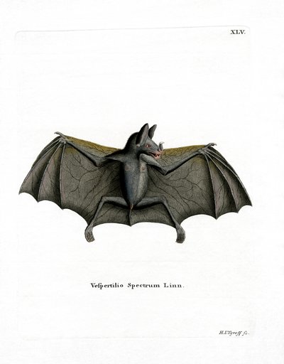 Spectral Bat (farvet indgravering) af German School