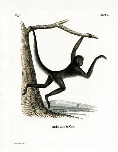 Spider Monkey (farvet indgravering) af German School