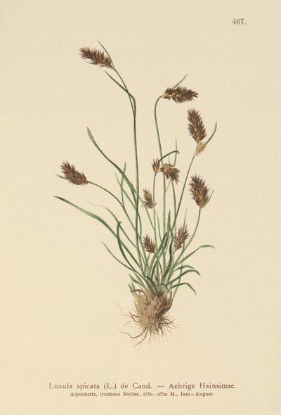 Spiddet skovbrynje (Luzula spicata) af German School