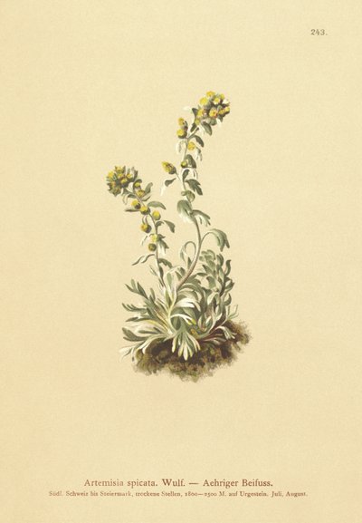 Spiddet malurt (Artemisia spicata, Artemisia bocconei, Artemisia genipi) af German School