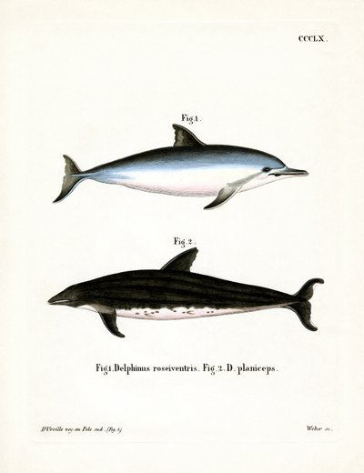 Spinner Dolphin (farvet gravering) af German School