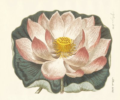 Pragtfulde blomster af German School