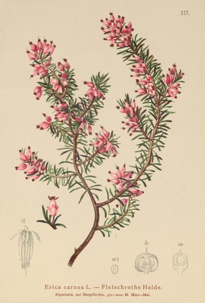 Forårshede (Erica carnea) af German School