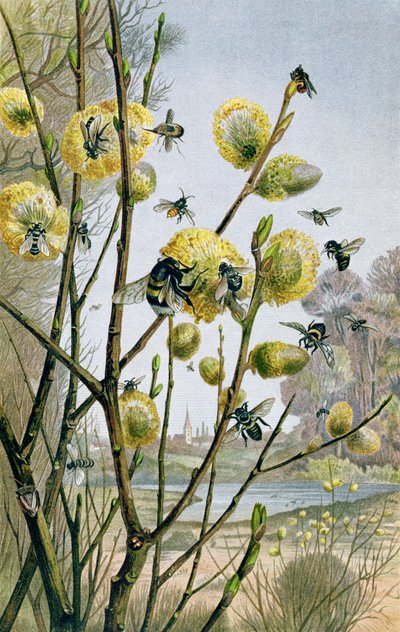 Spring in the Insect World, tallerken fra Brehms Tierleben: Allgemeine Kunde des Tierreichs, bind 9, s.216, udgivet af Bibliografisk Institut, 1892 af German School