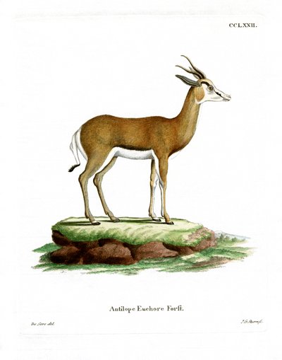 Springbok (farvet gravering) af German School