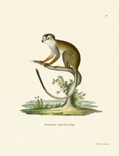 Squirrel Monkey (farvet gravering) af German School